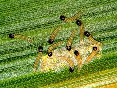 Controlling plant pests with biocontrols