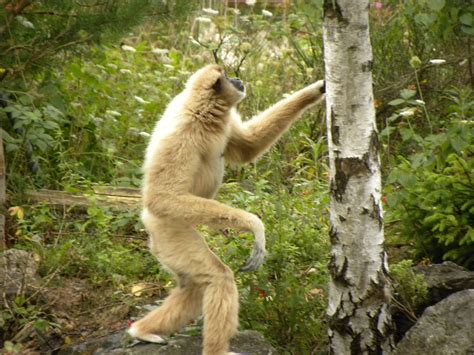 White Handed Gibbon Habitat, Facts, Behavior, Diet