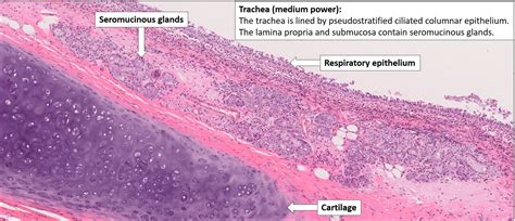 Larynx Histology