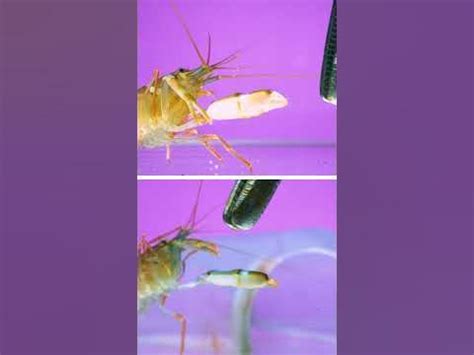 Snapping shrimp, aka “pistol shrimp” launching cavitation bubbles - YouTube