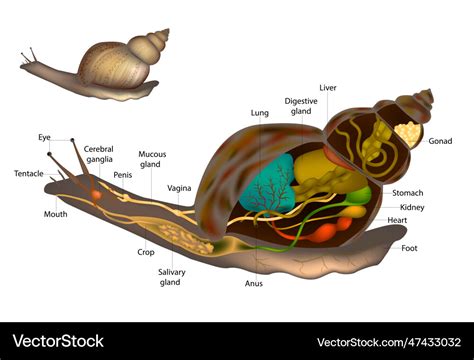 Snails or slugs anatomy snail body structure Vector Image