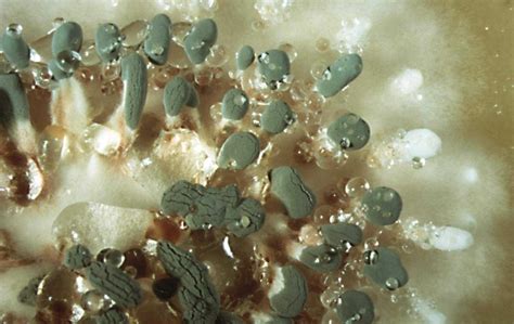 Original penicillin mold genome sequenced for the first time