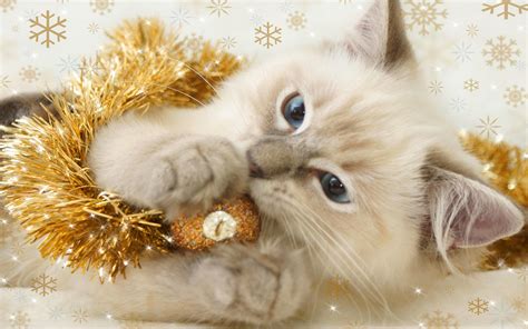 Christmas Kitten. - Cats Wallpaper (36711894) - Fanpop