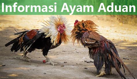 Sabung Ayam Online - Medium