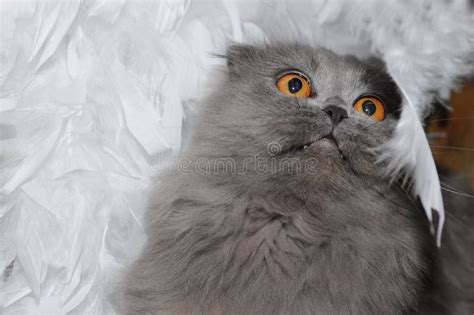 Scared cat stock image. Image of breed, eyes, full, facial - 11542393