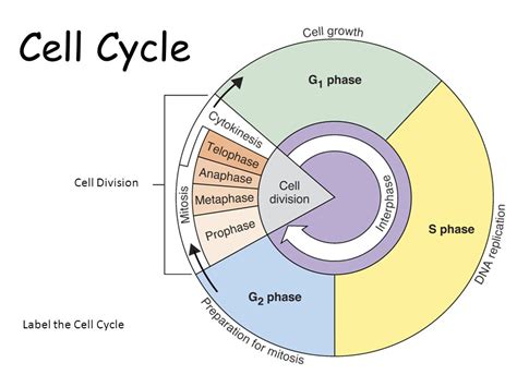 Cell Cycle - Biology