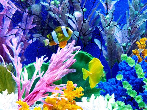 🔥 Download Best Looking Aquarium Background Wallpaper by @krivera63 ...