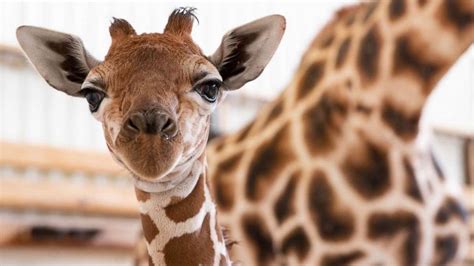 Woodland Park Zoo welcomes new baby giraffe and it's a boy! - ABC News