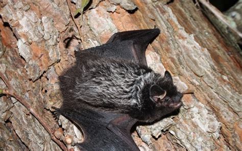 Silver-Haired Bats (Lasionycteris noctivagans) live in the forests of ...