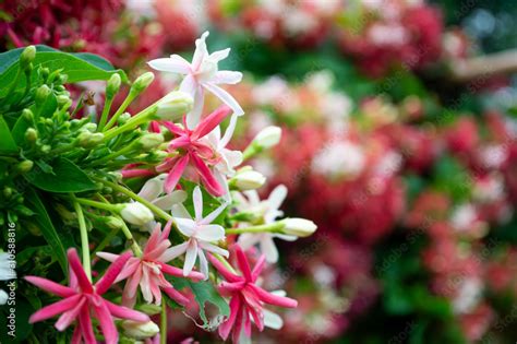 red and white quisqualis indica ,flower Stock Photo | Adobe Stock