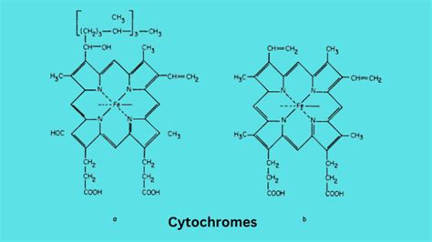 Cytochromes - ScienceQuery