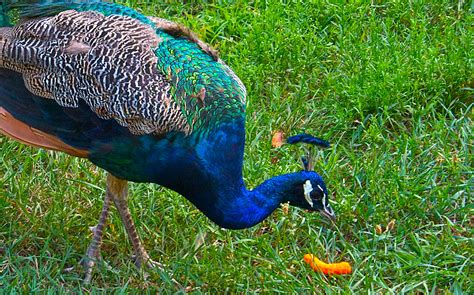 Peacock ~ Wild Life