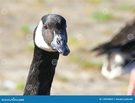 Canadian Goose Face Closeup Stock Image - Image of camera, animal ...