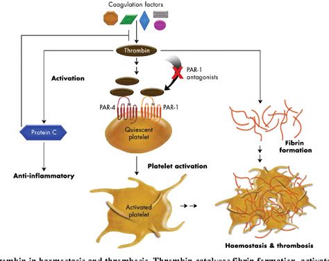 Figure 1 from Recent Development in Thrombin Receptor Antagonist as ...