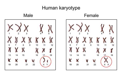 Human Chromosomes Photograph by Kateryna Kon/science Photo Library - Pixels