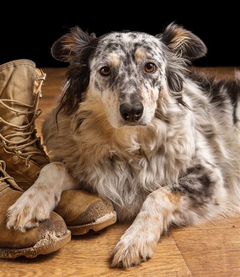 Border Collie Puppies Michigan - Border Collie Puppy Photograph By Jane ...