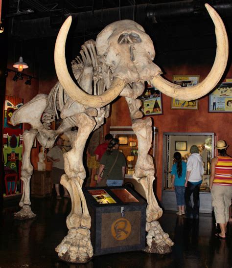 Wooly Mammoth Skeleton by DamselStock on DeviantArt