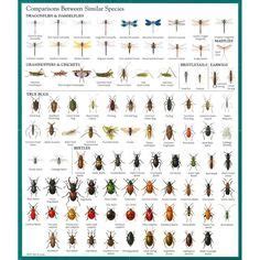 Insect Identification Chart: | Insect identification, Bug ...