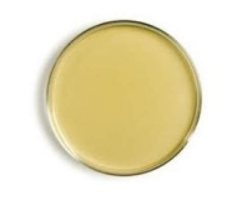 Nutrient Agar Plates (10) » BioTek