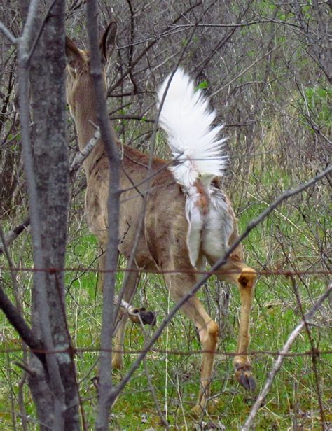 File:White-tailed deer, tail up.jpg - Wikimedia Commons