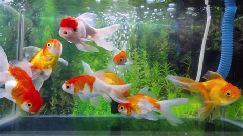 [4K] Akuarium Ikan Mas Koki | Goldfish Aquarium - YouTube