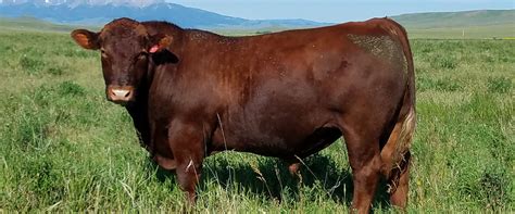 Fischer Red Angus Cattle Breeders | Yearling Bulls For Sale