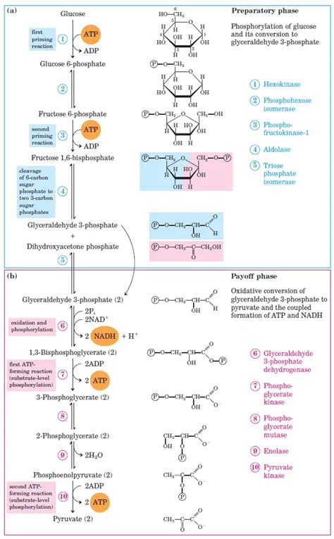 Glycolysis : All Steps with Diagram, Enzymes, Products, Energy Yield ...