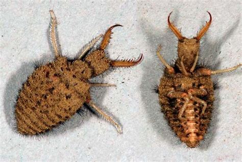 Antlion | Insect, Predator, Sand Trap, Larvae, & Facts | Britannica