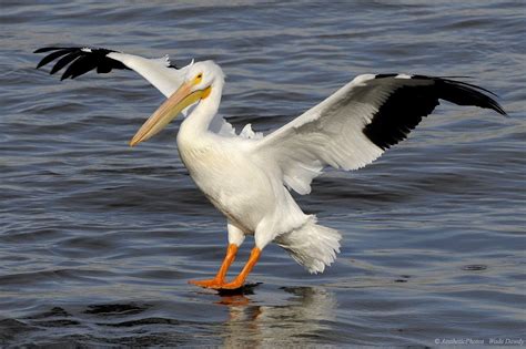 Pelican Birds Facts | Latest Information & Pictures | All Wildlife ...