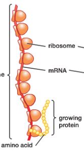 Nucleus – BIO109 Biology I Introduction to Biology