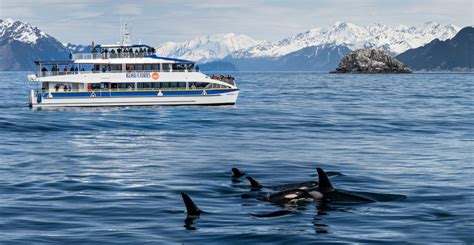 Alaska Whale Watching in Kenai Fjords - Major Marine Tours