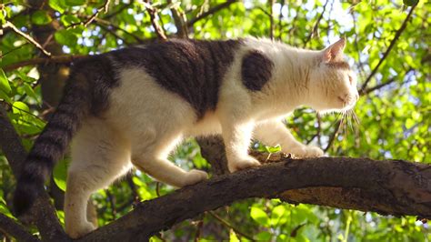 Why Do Cats Climb Trees? I Pettable I ESA Experts