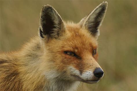 (AWD)....... AMSTERDAMSE WATERLEIDINGDUINEN: Vos op Jacht AWD