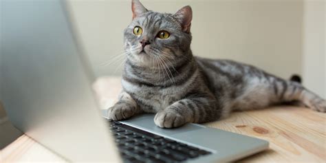 cat using the computer - We Care Animal Rescue