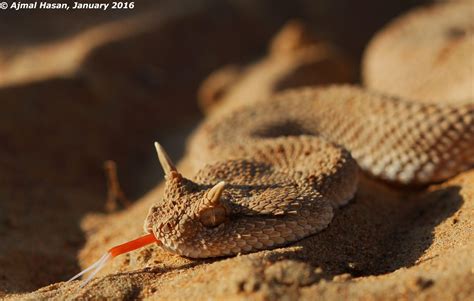 Deadly Snake Bite - Toufic Abou Nader