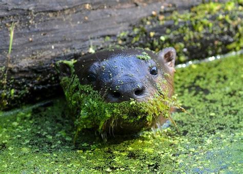 Illinois river otters still exposed to chemicals banned decades ago ...