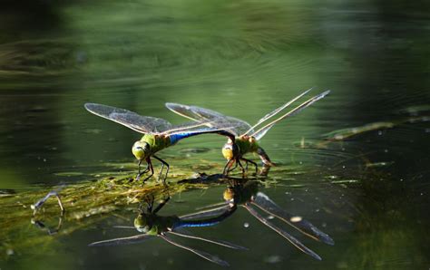 dragonfly habitat images | What's a Dragonfly Habitat Like? What Do ...