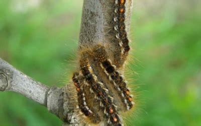 Browntail Moth Caterpillar | Maine CDC | Department of Health and Human ...