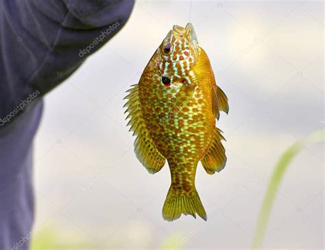 Detail of fished Lepomis gibbosus — Stock Photo © leonardo1 #153133568