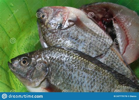 Oreochromis Mossambicus, Cleaned And Ready To Fry Stock Photography ...