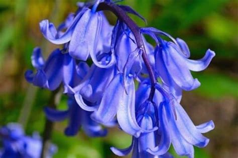 How To Grow Bluebells – Urban Garden Gal