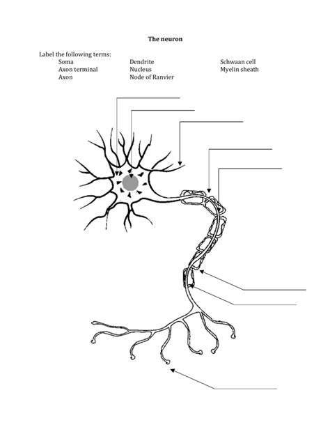 Neuron Anatomy Worksheet | Anatomy Worksheets