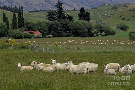 New Zealand Sheep Farm Photograph by Craig Lovell