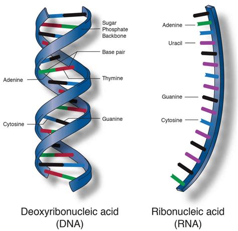 Nucleic acid definition, nucleic acid structure, function & types