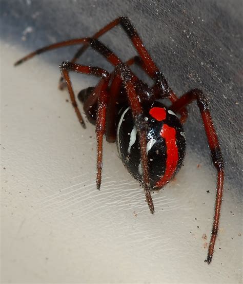 Northern Black Widow | Michigan Spiders