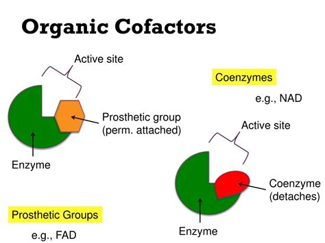 PPT - Factors that Affect Enzyme Activity PowerPoint Presentation, free ...