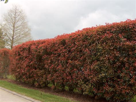 Online Plant Guide - Photinia glabra / Red Leaf Photinia | Paisajismo ...