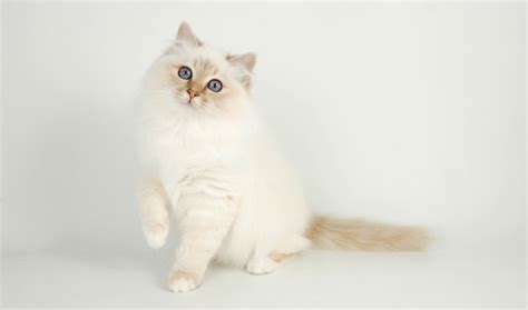 Birman Cat Info, History, Personality, Kittens, Diet, Picture