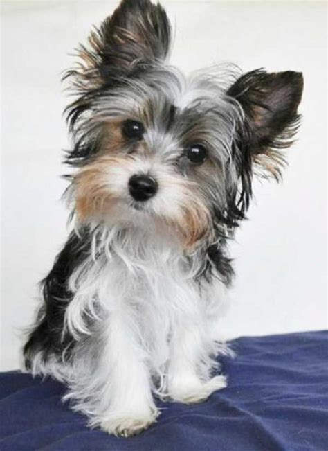 Parti Yorkie vs. Standard Yorkie - What's the Difference? And Why a ...