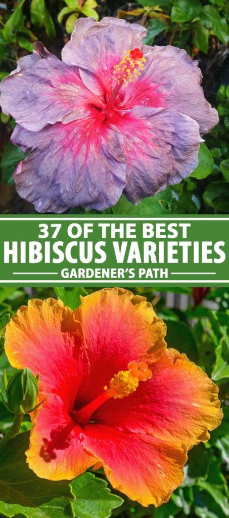 37 of the Best Hibiscus Varieties | Gardener's Path